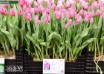 Tulipa Pink Flag ® (1)